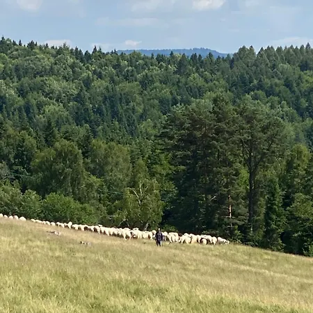 Oda ve Kahvaltı 35 Żegiestów